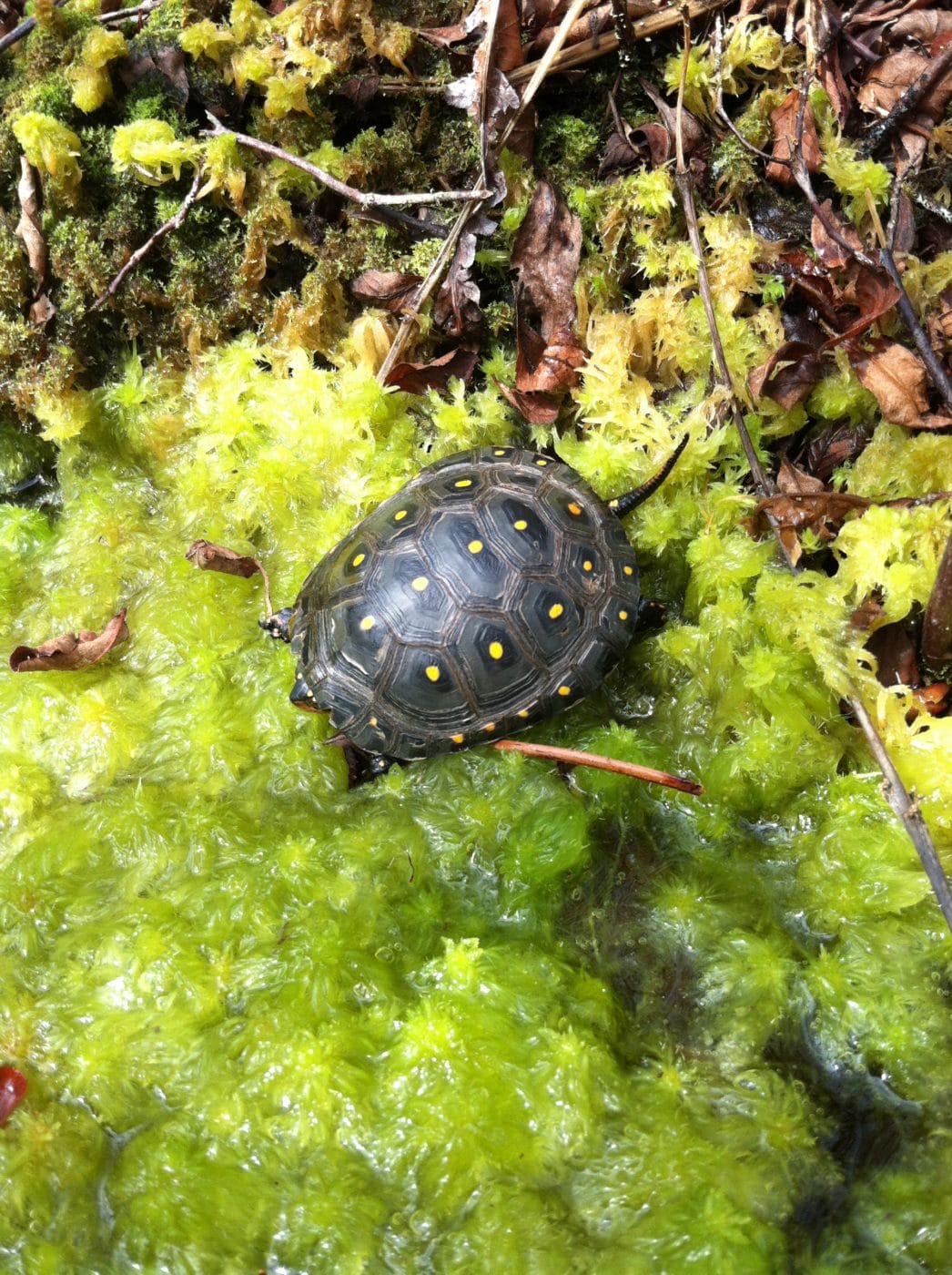 Spotted Turtle Juvenile | Nantucket Conservation Foundation