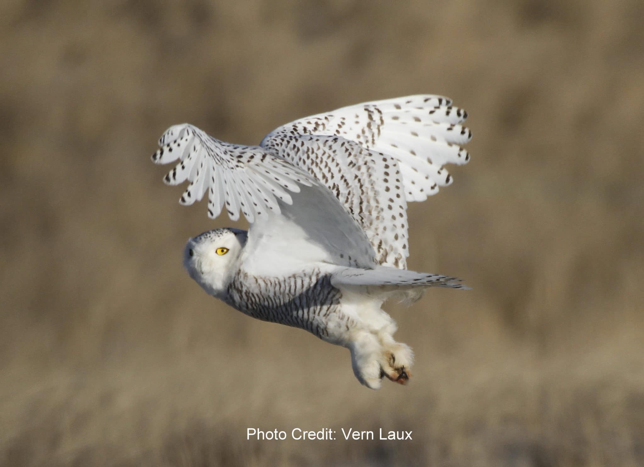 It’s Snowing Snowy Owls! | Nantucket Conservation Foundation