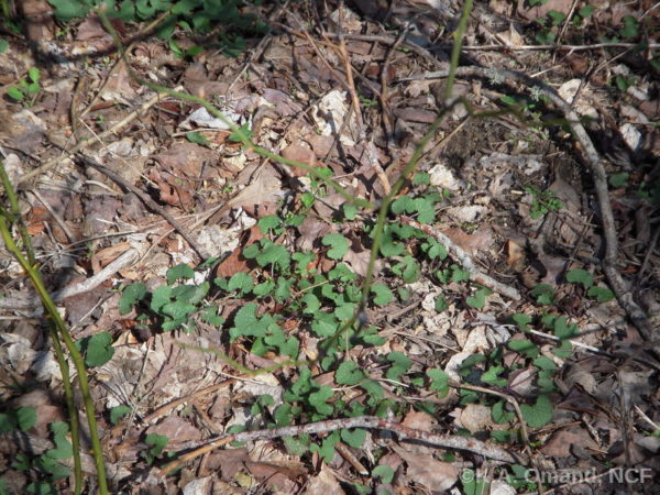 Garlic Mustard 1st Year Basal Rosettes | Nantucket Conservation Foundation