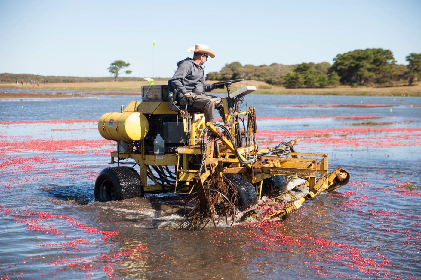 Cranberries Nantucket Conservation Foundation