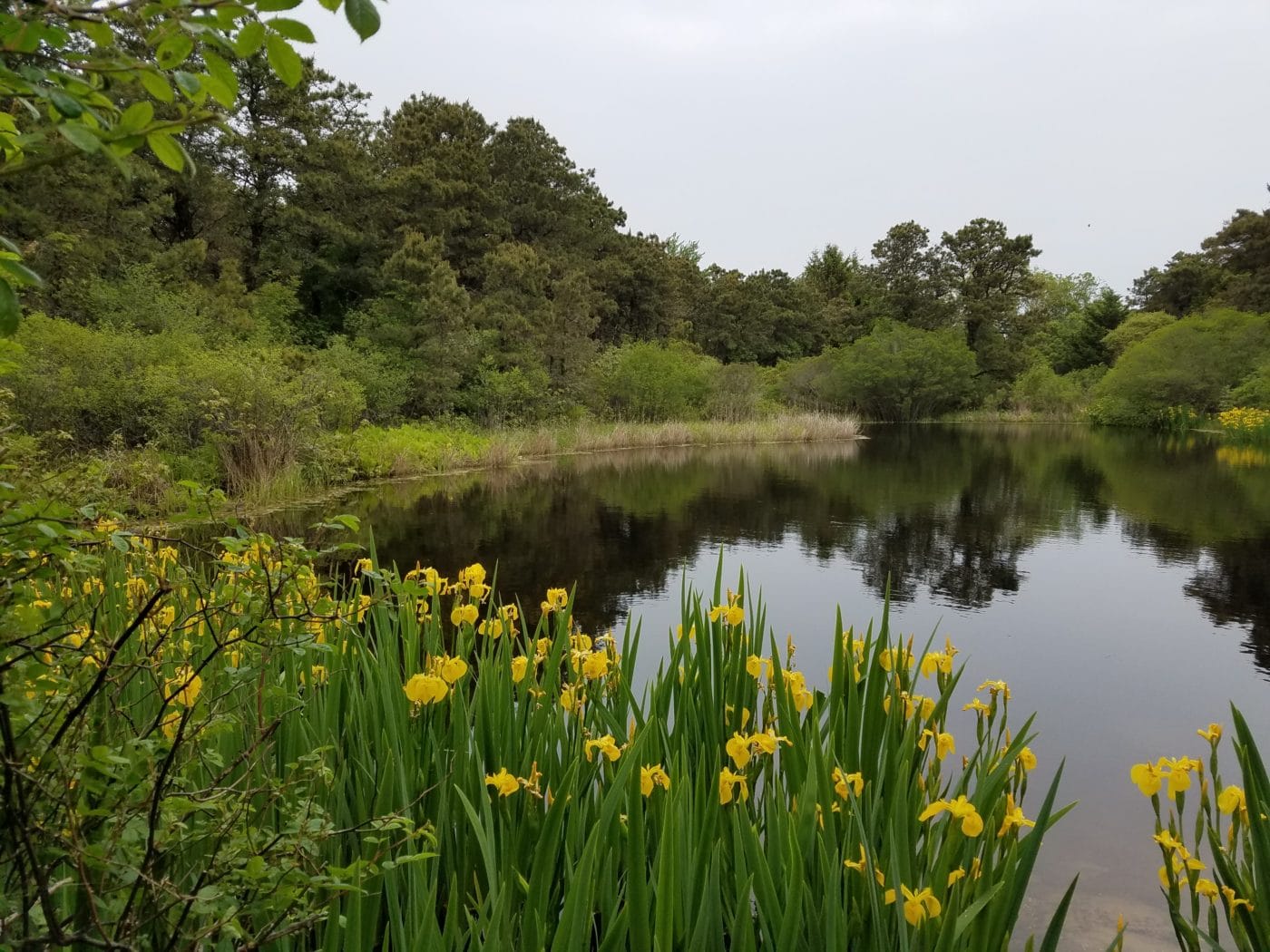 What's in Your Pond? | Nantucket Conservation Foundation