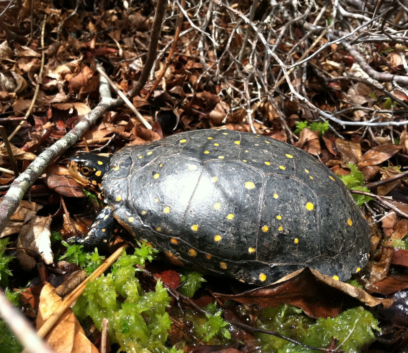 Wildlife Crossing and Turtle News | Nantucket Conservation Foundation