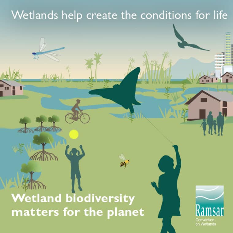 Wetland Biodiversity Matters, World Wetlands Day 2020 | Nantucket ...