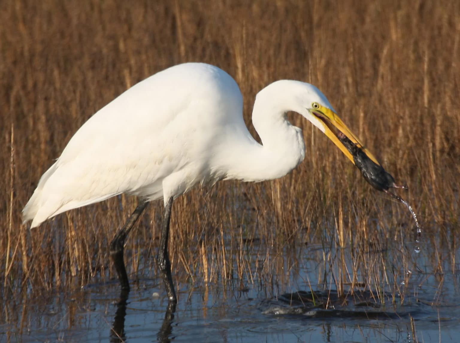 Salt Marsh Birds Are Looking S.H.A.R.P. on Nantucket | Nantucket