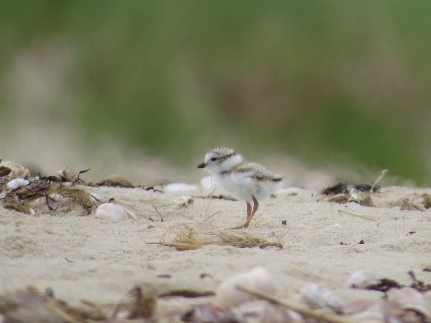 Shorebird Season Update | Nantucket Conservation Foundation