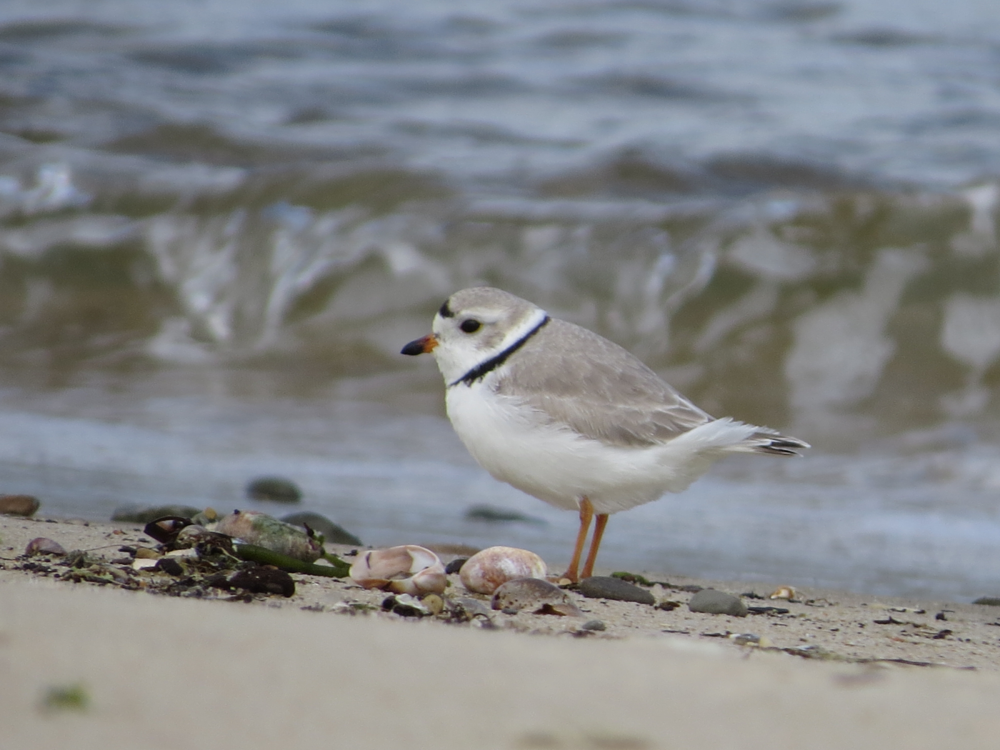 Adult Piping Plover Lbuck 2 | Nantucket Conservation Foundation