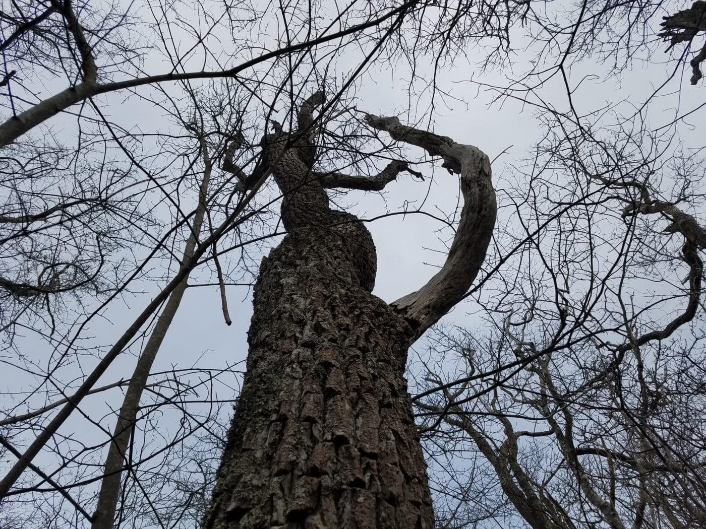 Sassafras in Springtime | Nantucket Conservation Foundation