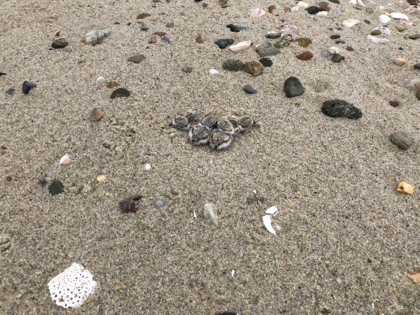 Piping Plover Chicks Lbuck | Nantucket Conservation Foundation