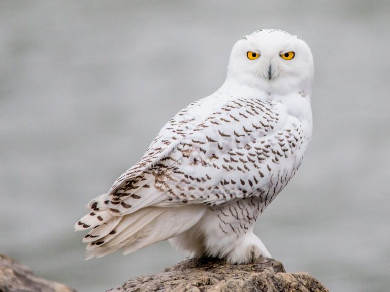 Snowy Owl EBird Kevin Vande Vusse Test | Nantucket Conservation Foundation