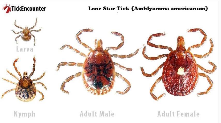 Lone Star Ticks and Alpha-gal Meat Allergy | Nantucket Conservation ...